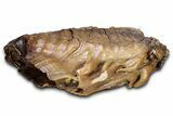 Fossil Woolly Mammoth Lower M Molar - Siberia #337196-3